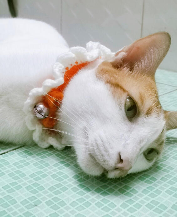 Cat Collar
